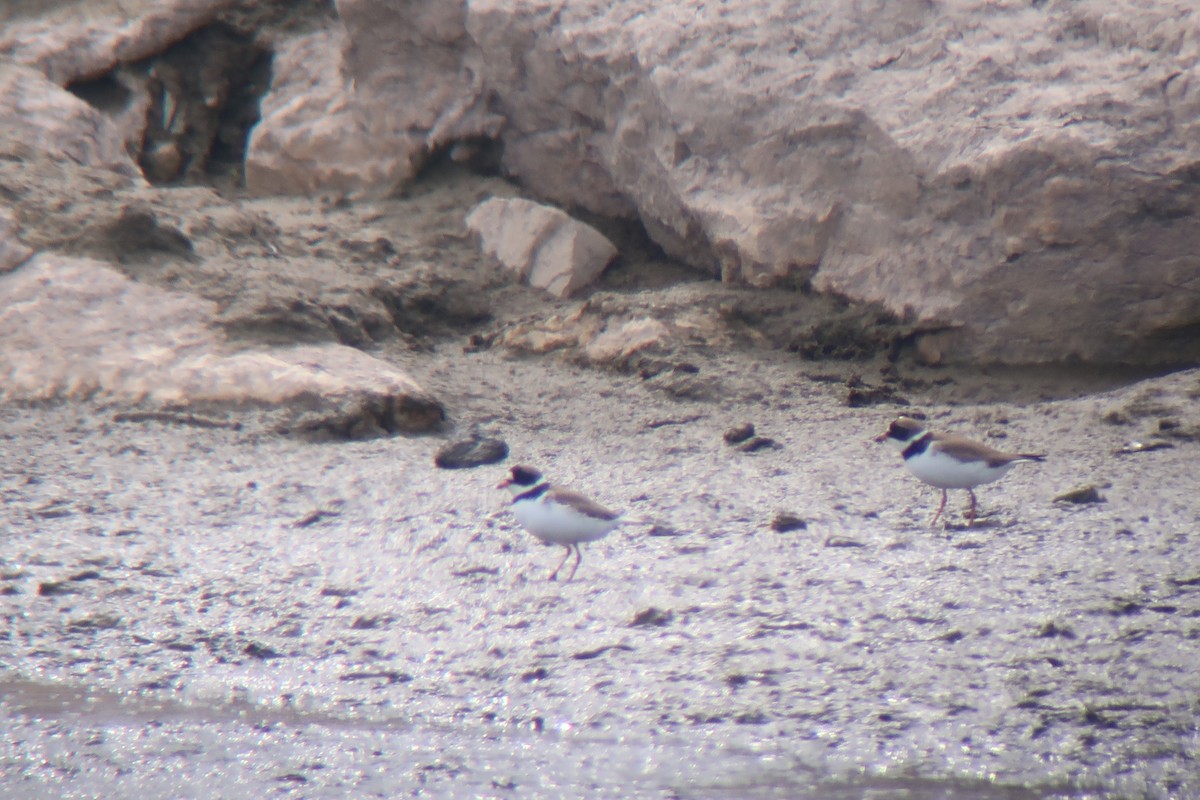 Semipalmated Plover - ML619743238