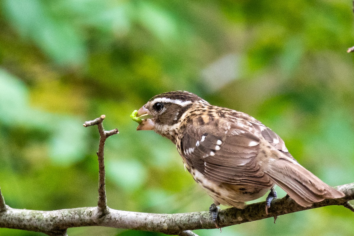 Rose-breasted Grosbeak - ML619743239