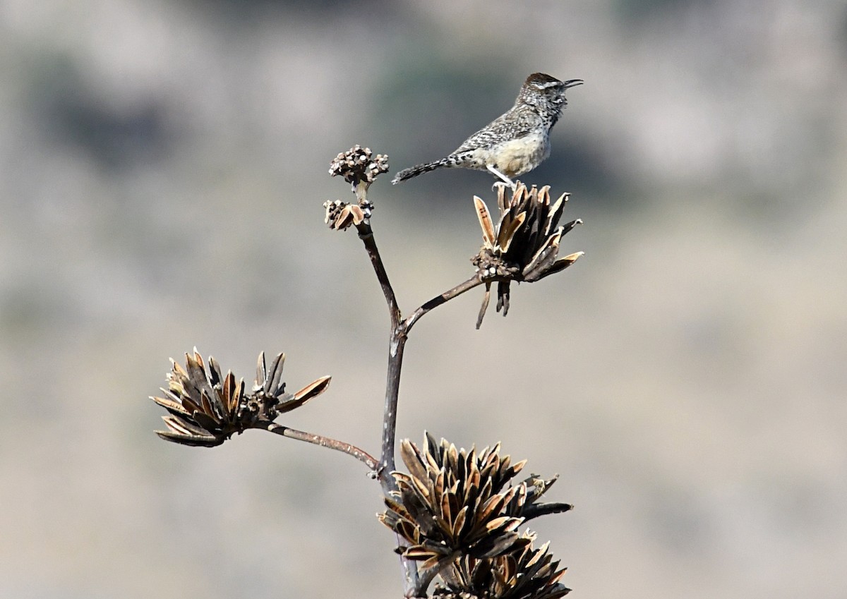 Cactus Wren - ML619743242