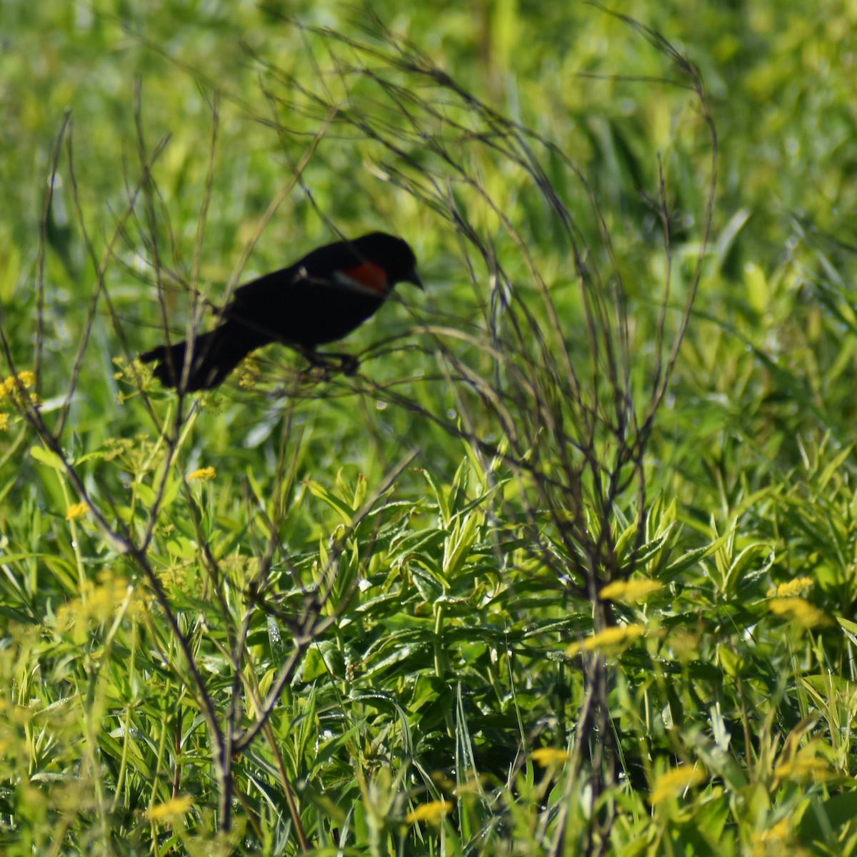 Red-winged Blackbird - ML619743243