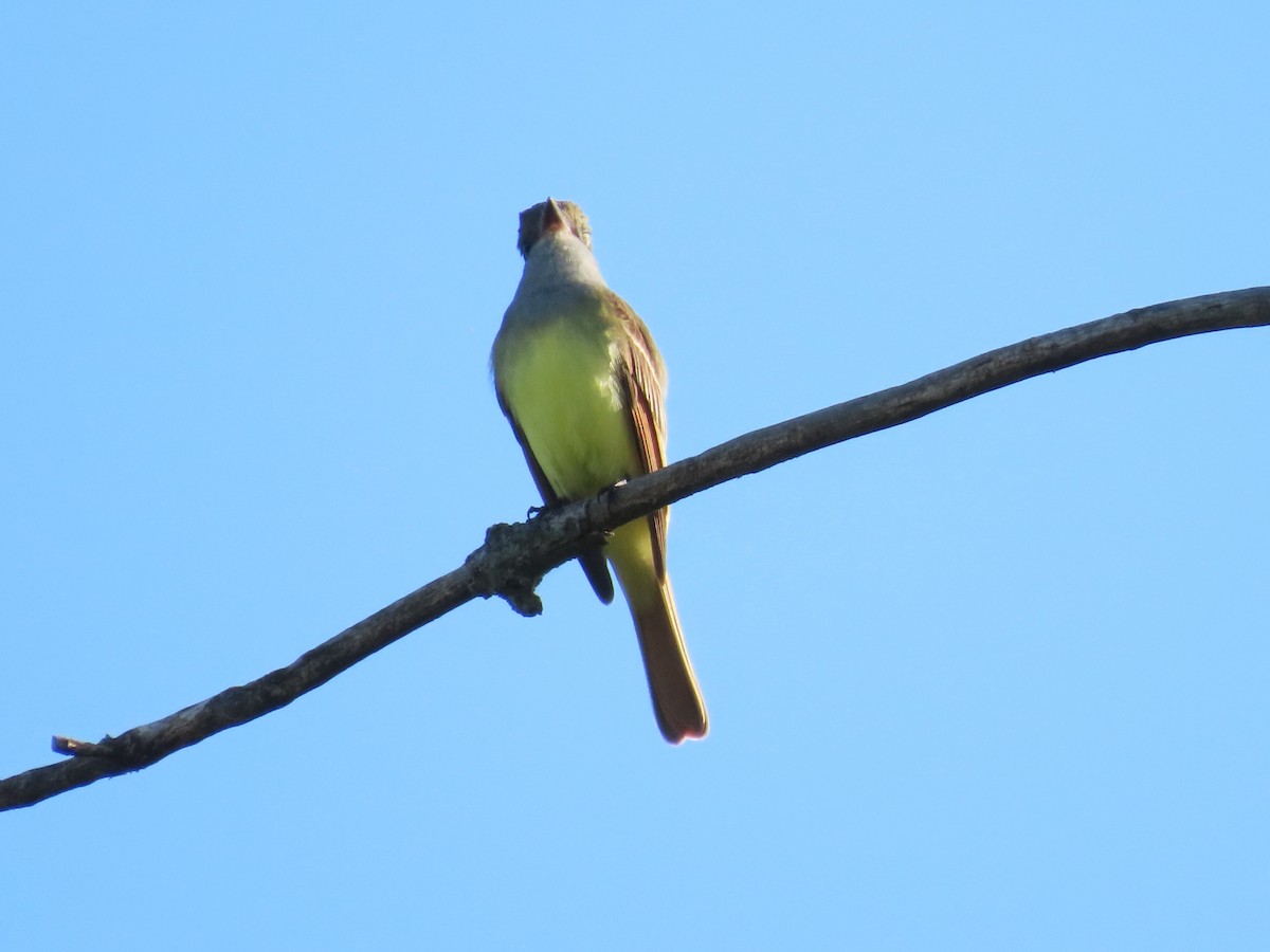 Great Crested Flycatcher - ML619743245