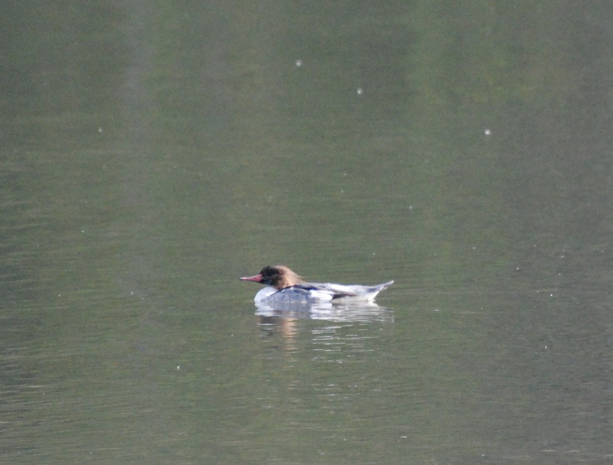 Common Merganser - ML619743267