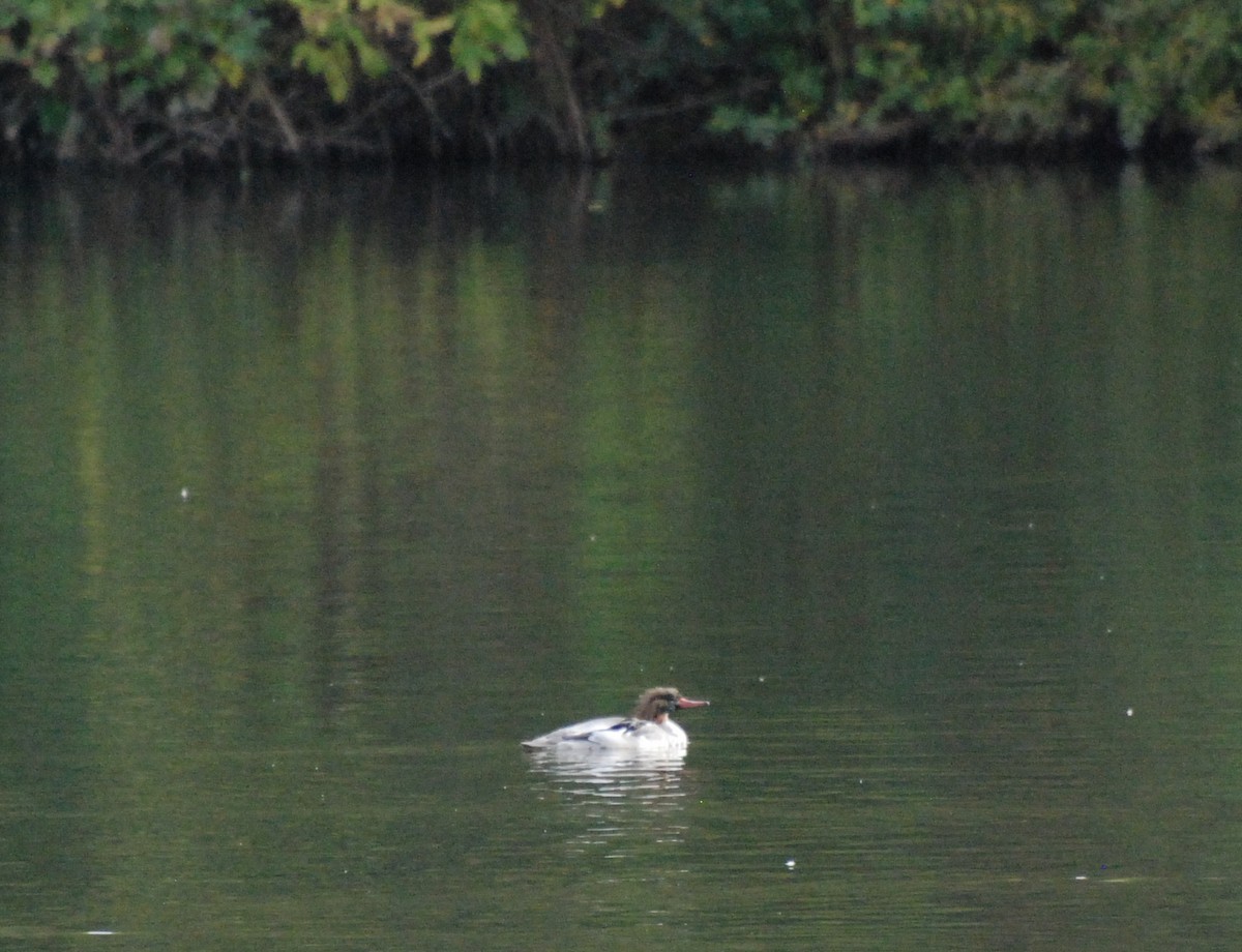 Common Merganser - ML619743268