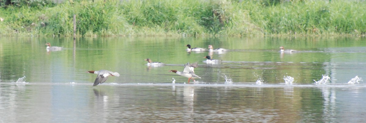 Common Merganser - ML619743270