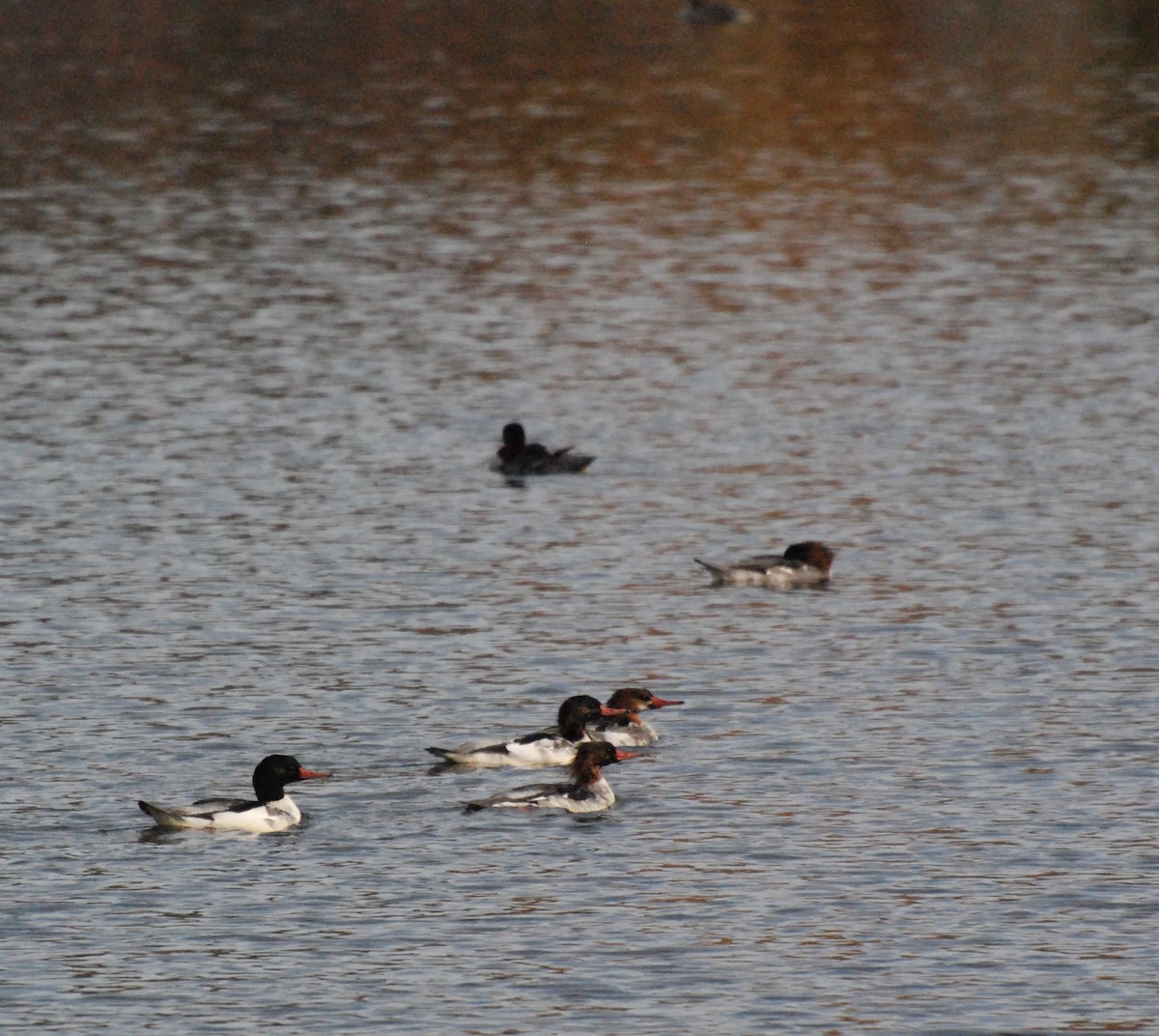 Common Merganser - ML619743271