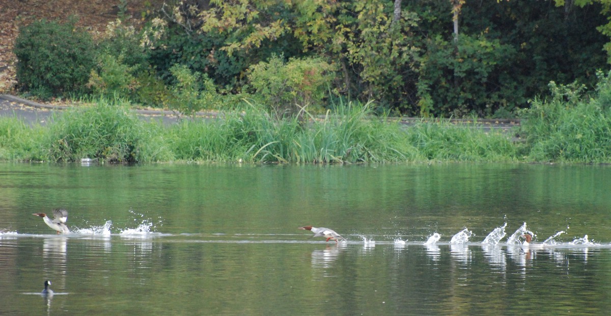 Common Merganser - ML619743272