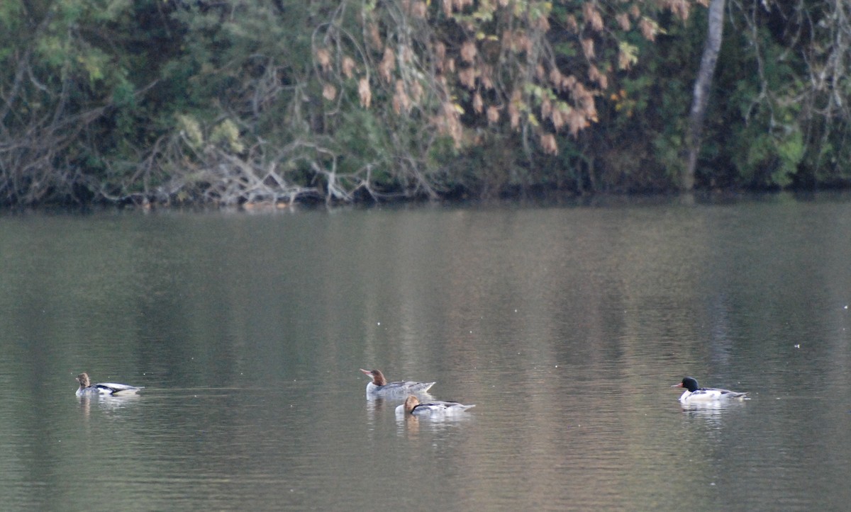 Common Merganser - ML619743273