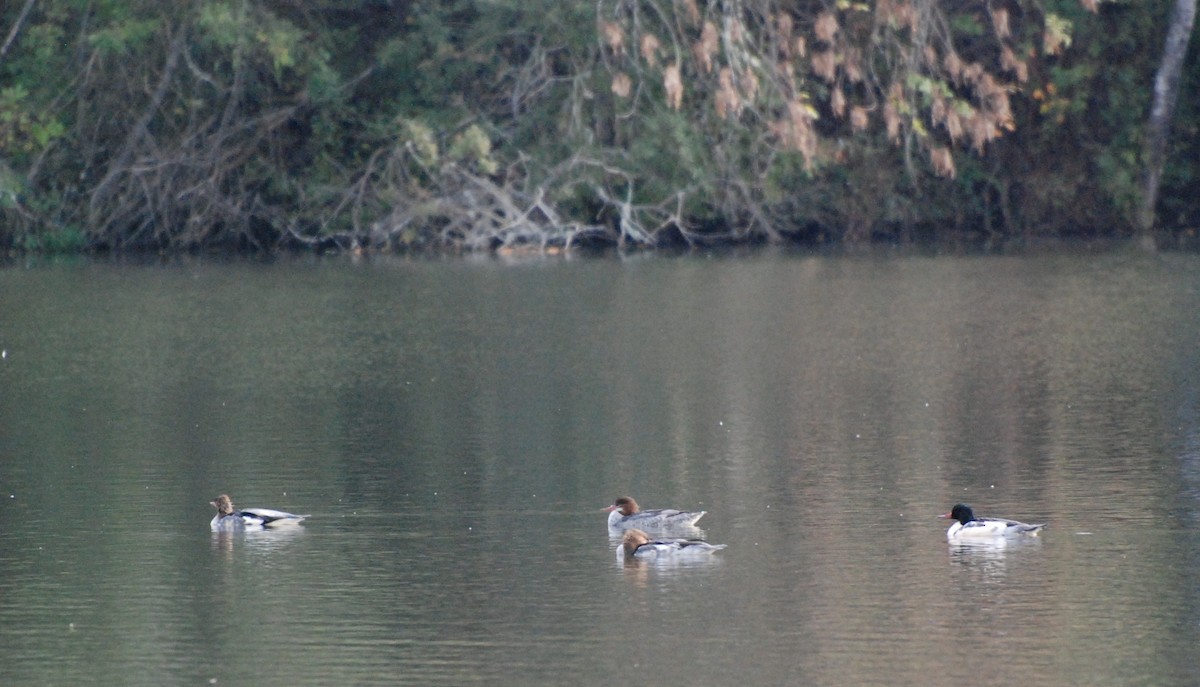 Common Merganser - ML619743274