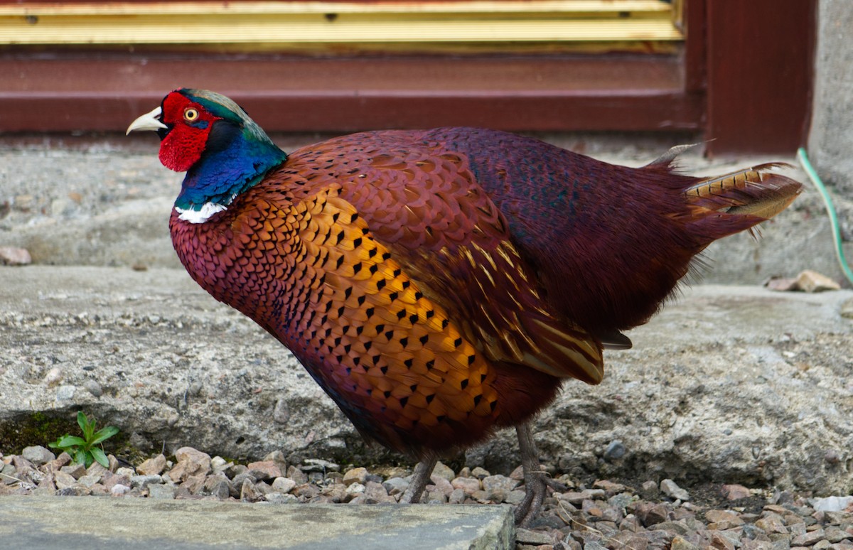 Ring-necked Pheasant - ML619743288