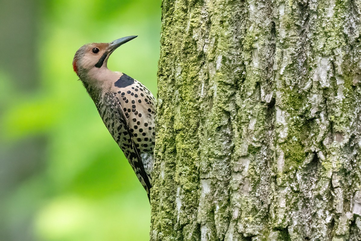 Northern Flicker - James Hoagland