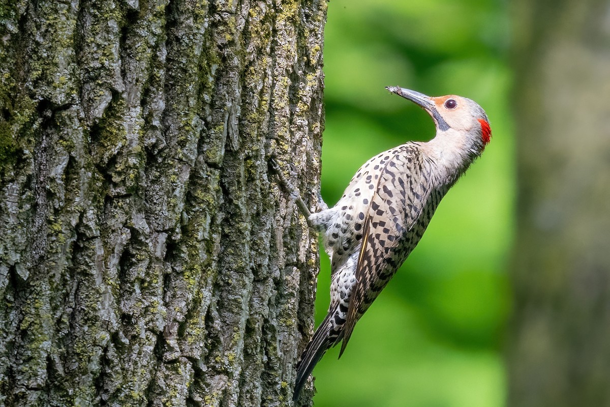 Northern Flicker - ML619743293