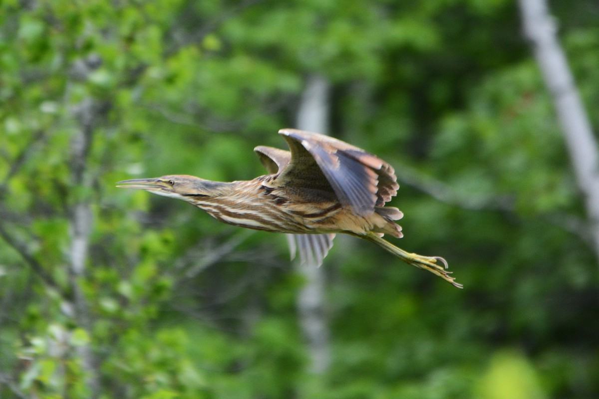 American Bittern - ML619743314