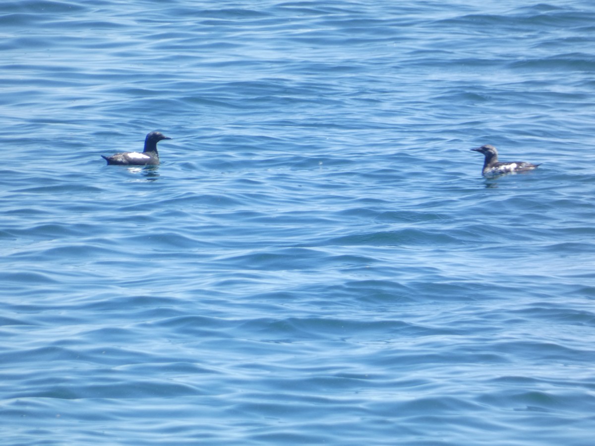 Black Guillemot - ML619743320