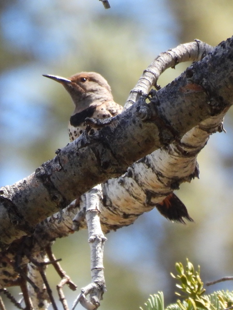 Northern Flicker - ML619743326