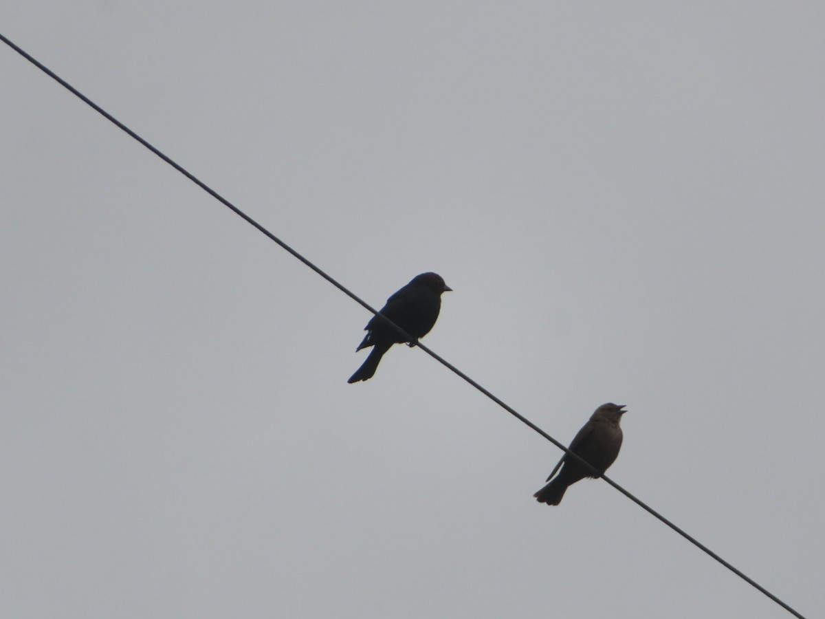 Brown-headed Cowbird - ML619743330