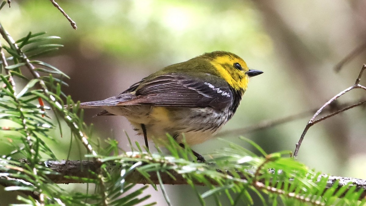 Black-throated Green Warbler - ML619743339