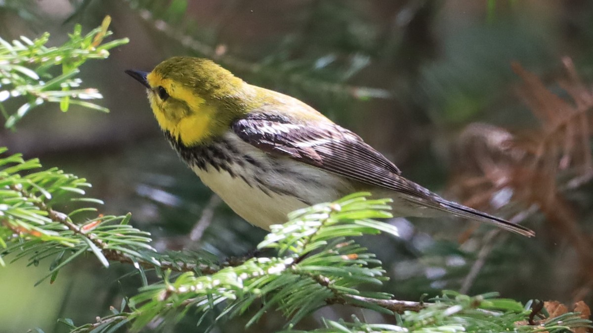 Black-throated Green Warbler - ML619743340