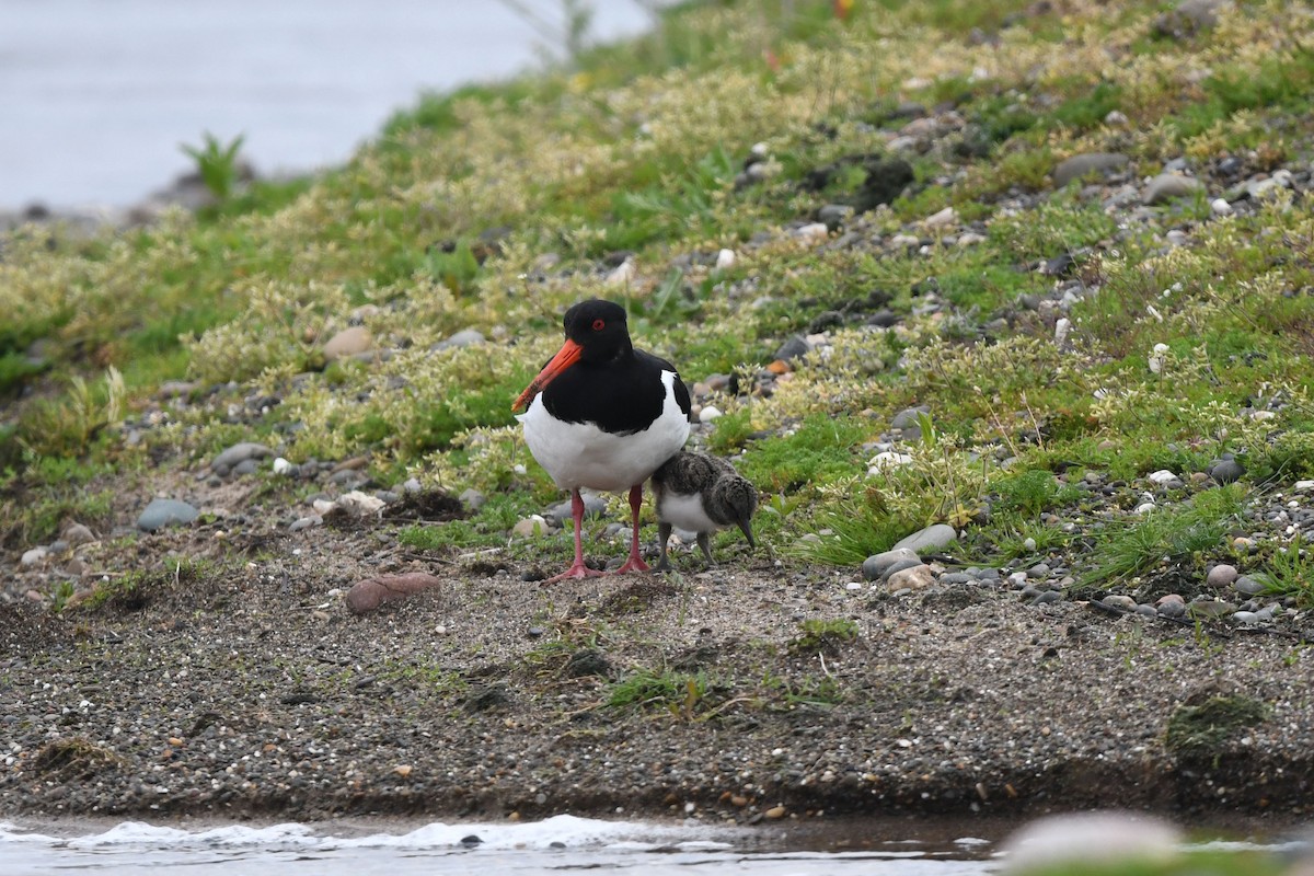 Eurasian Oystercatcher - ML619743346