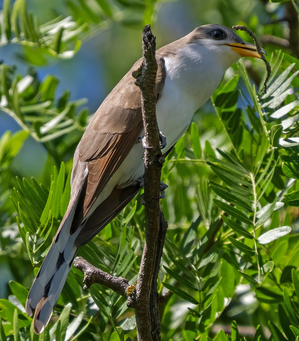 Yellow-billed Cuckoo - ML619743349