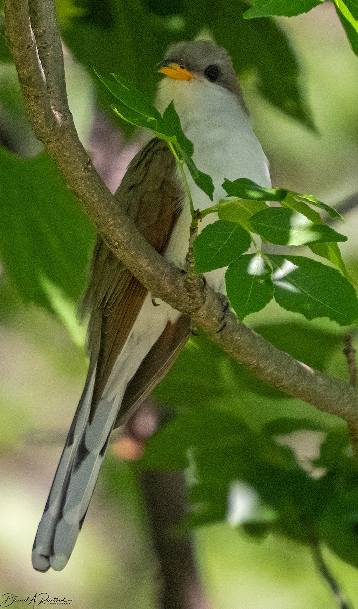 Yellow-billed Cuckoo - ML619743351