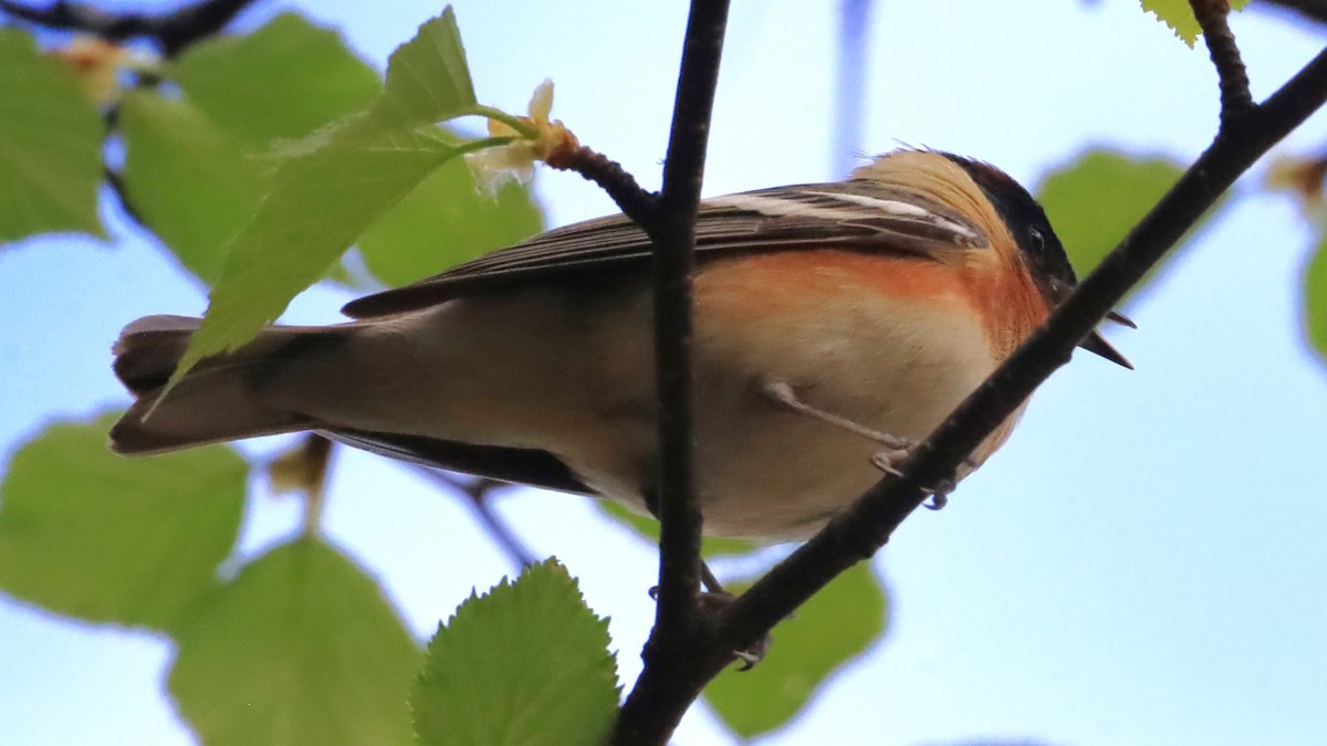 Bay-breasted Warbler - ML619743356