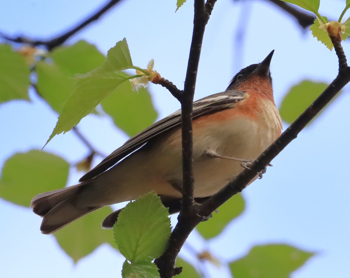 Bay-breasted Warbler - ML619743357