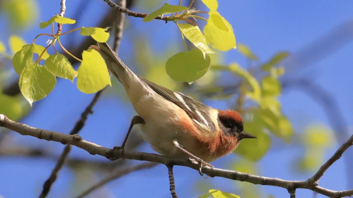 Bay-breasted Warbler - ML619743358