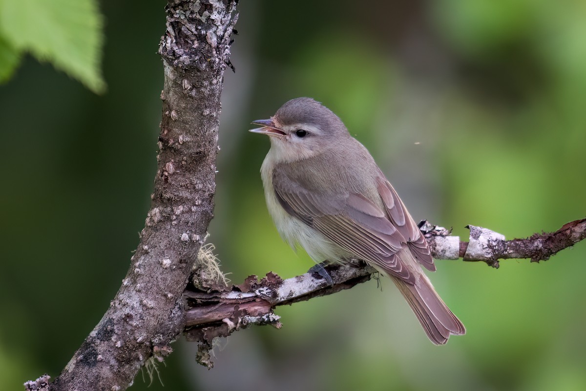 Warbling Vireo - ML619743378