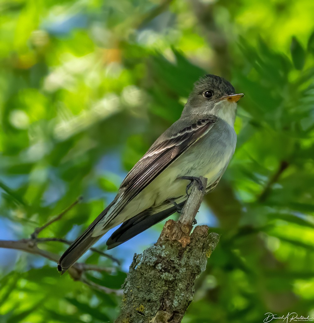 Eastern Wood-Pewee - ML619743384