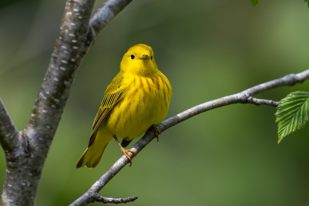 Paruline jaune - ML619743385