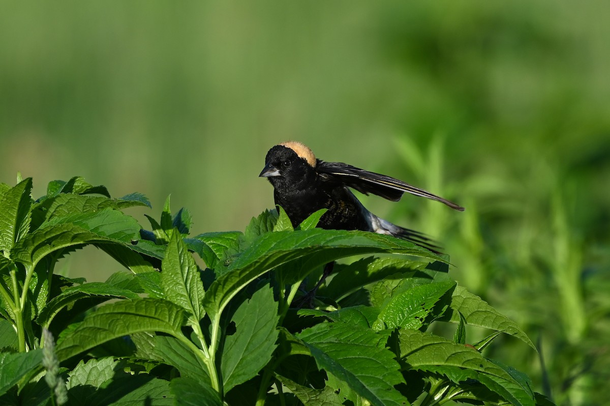 Bobolink - ML619743387