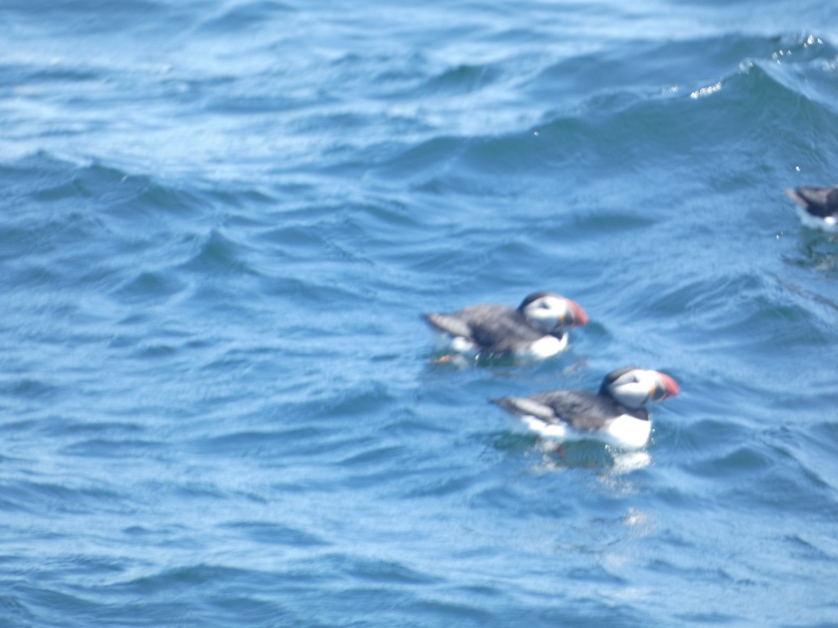 Atlantic Puffin - ML619743391