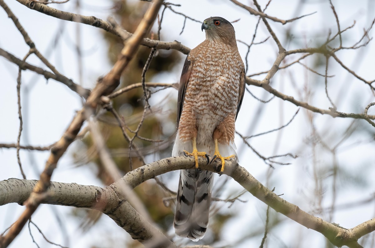 Cooper's Hawk - Yannick Fleury