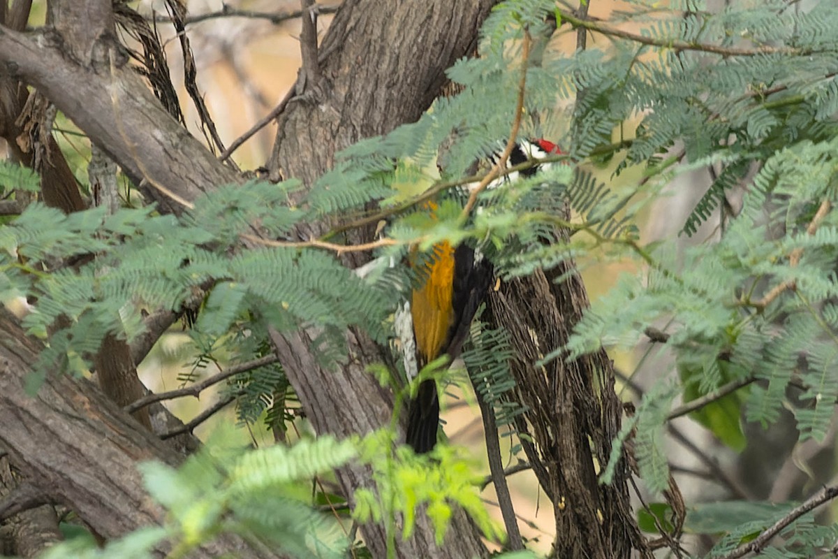 White-naped Woodpecker - ML619743440