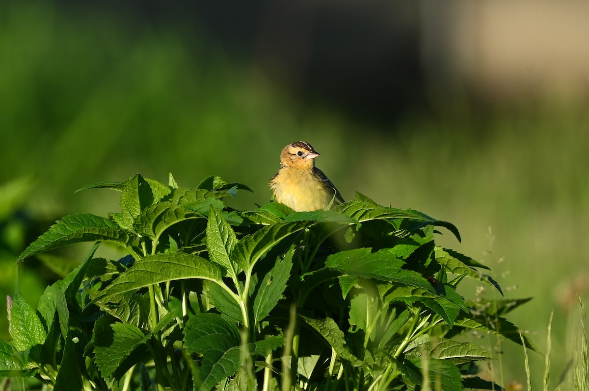 Bobolink - ML619743444