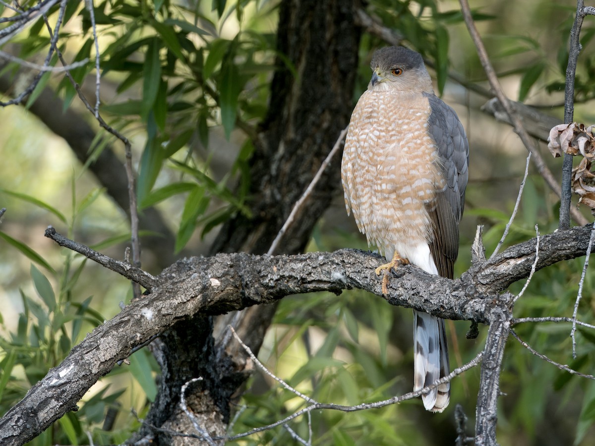 Cooper's Hawk - ML619743455