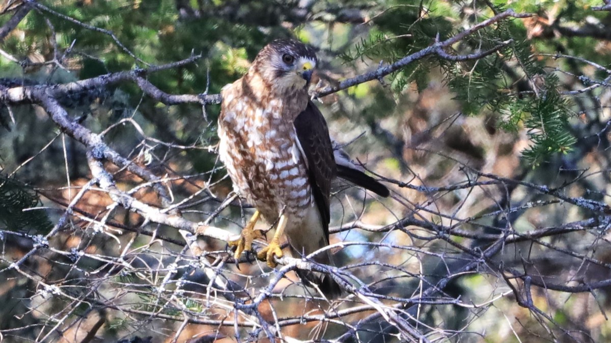 Broad-winged Hawk - ML619743457