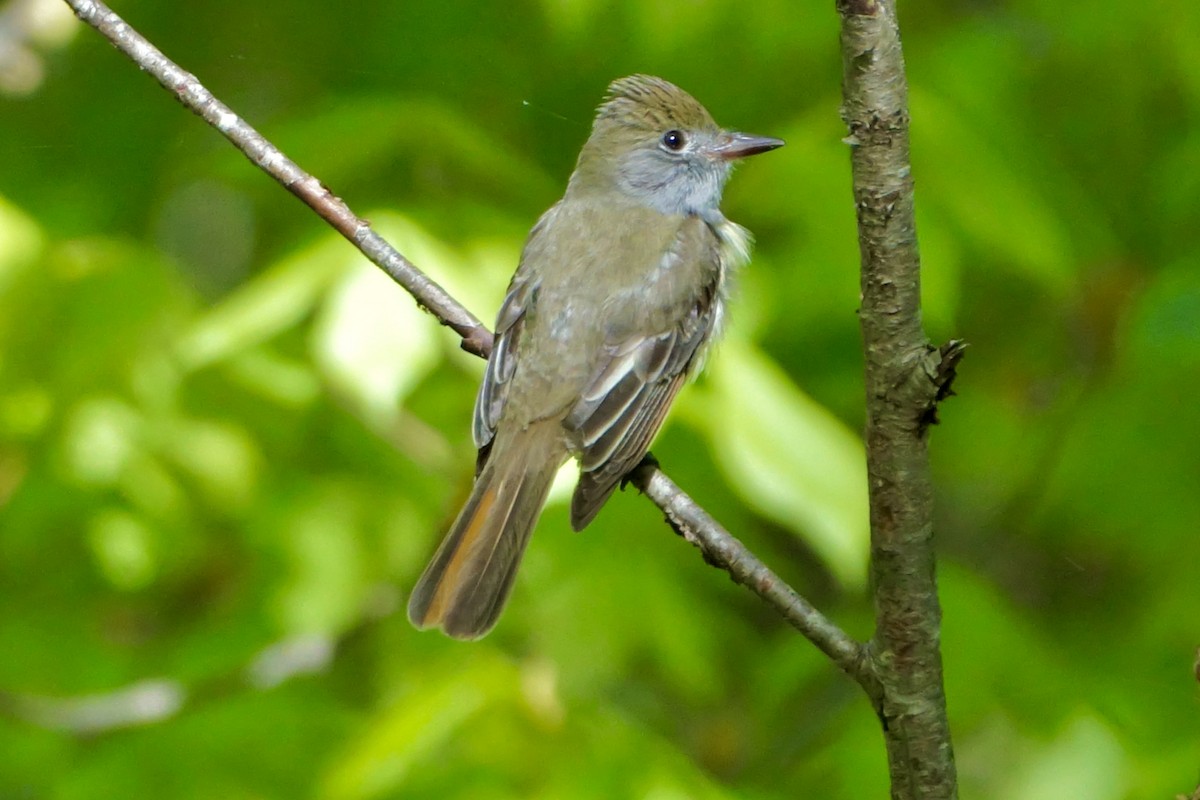 Great Crested Flycatcher - ML619743466