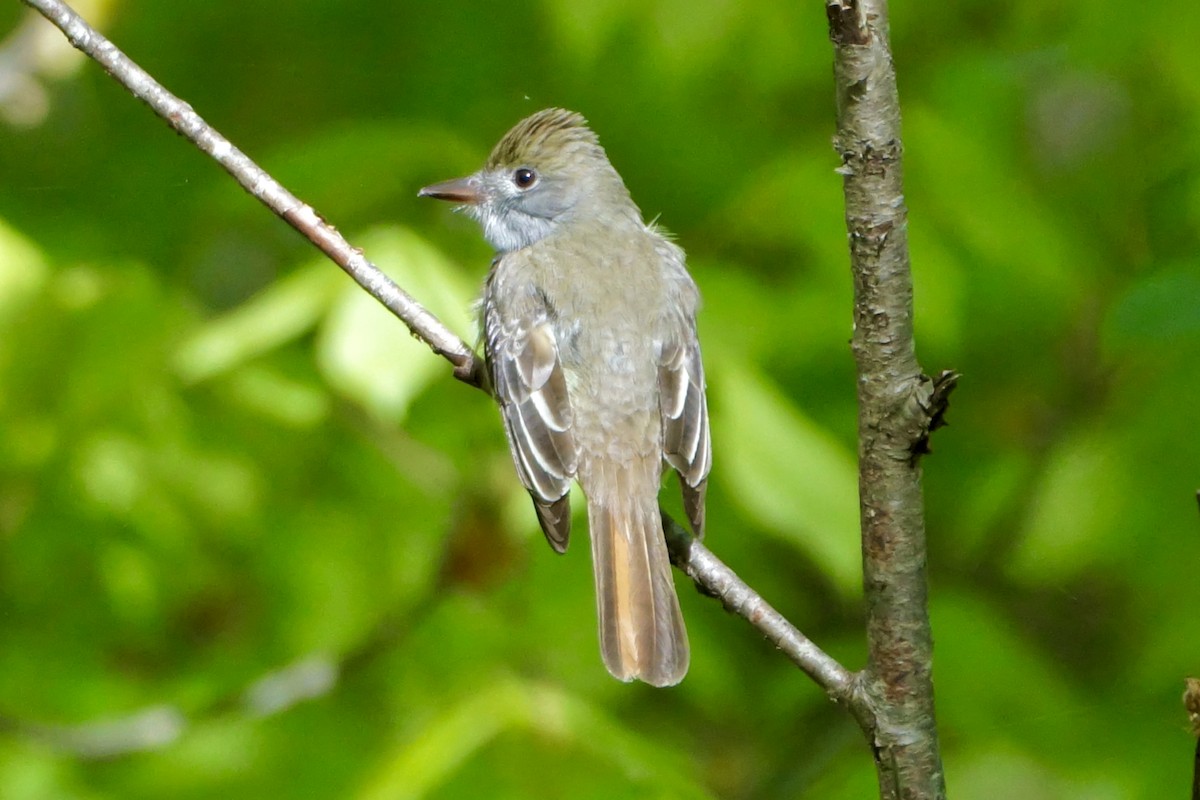 Great Crested Flycatcher - ML619743467