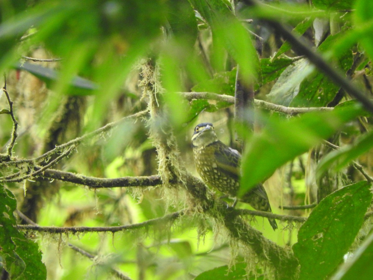 Cotinga écaillé - ML619743478