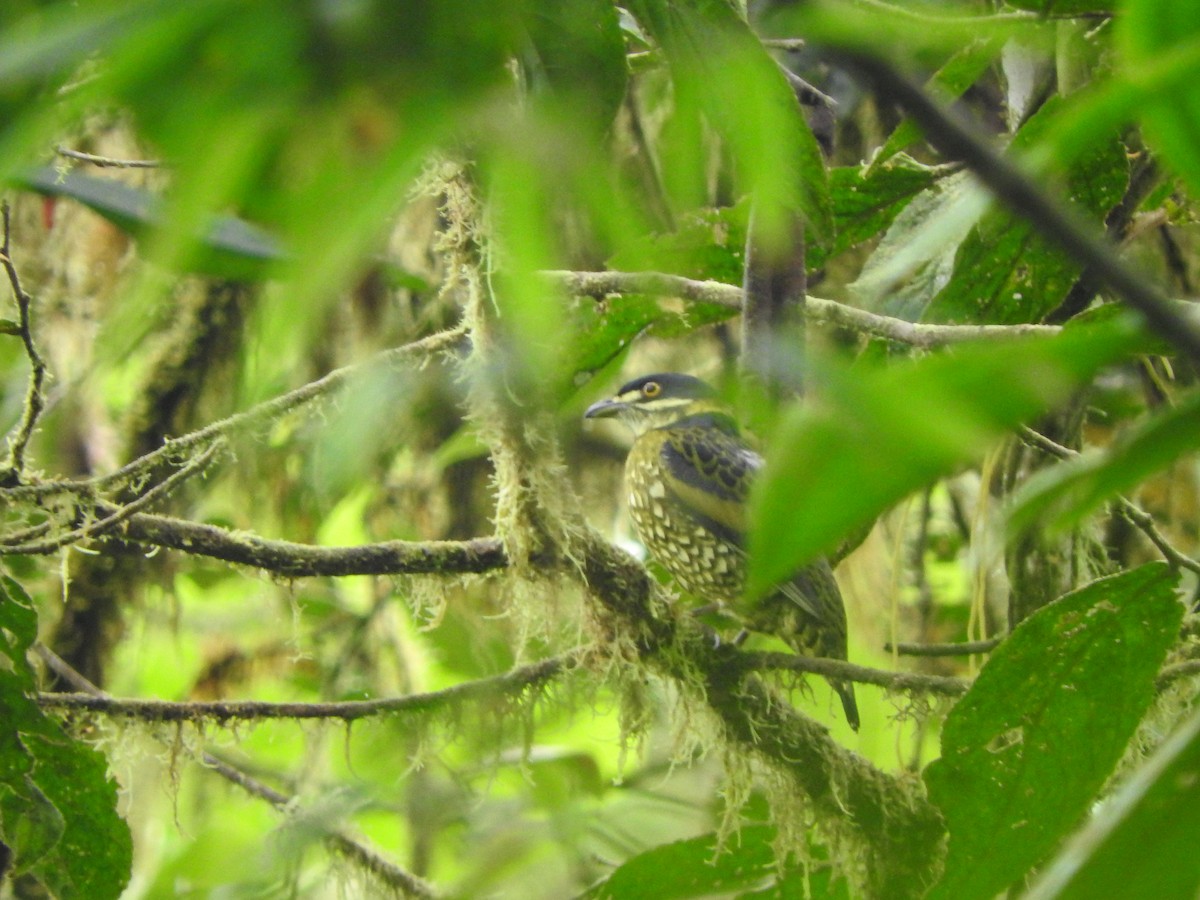 Cotinga écaillé - ML619743479