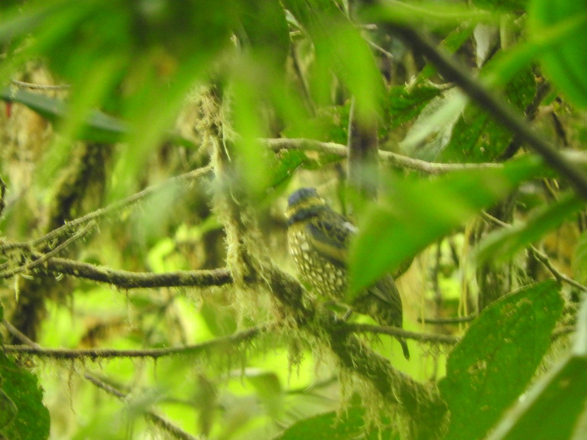 Cotinga écaillé - ML619743480