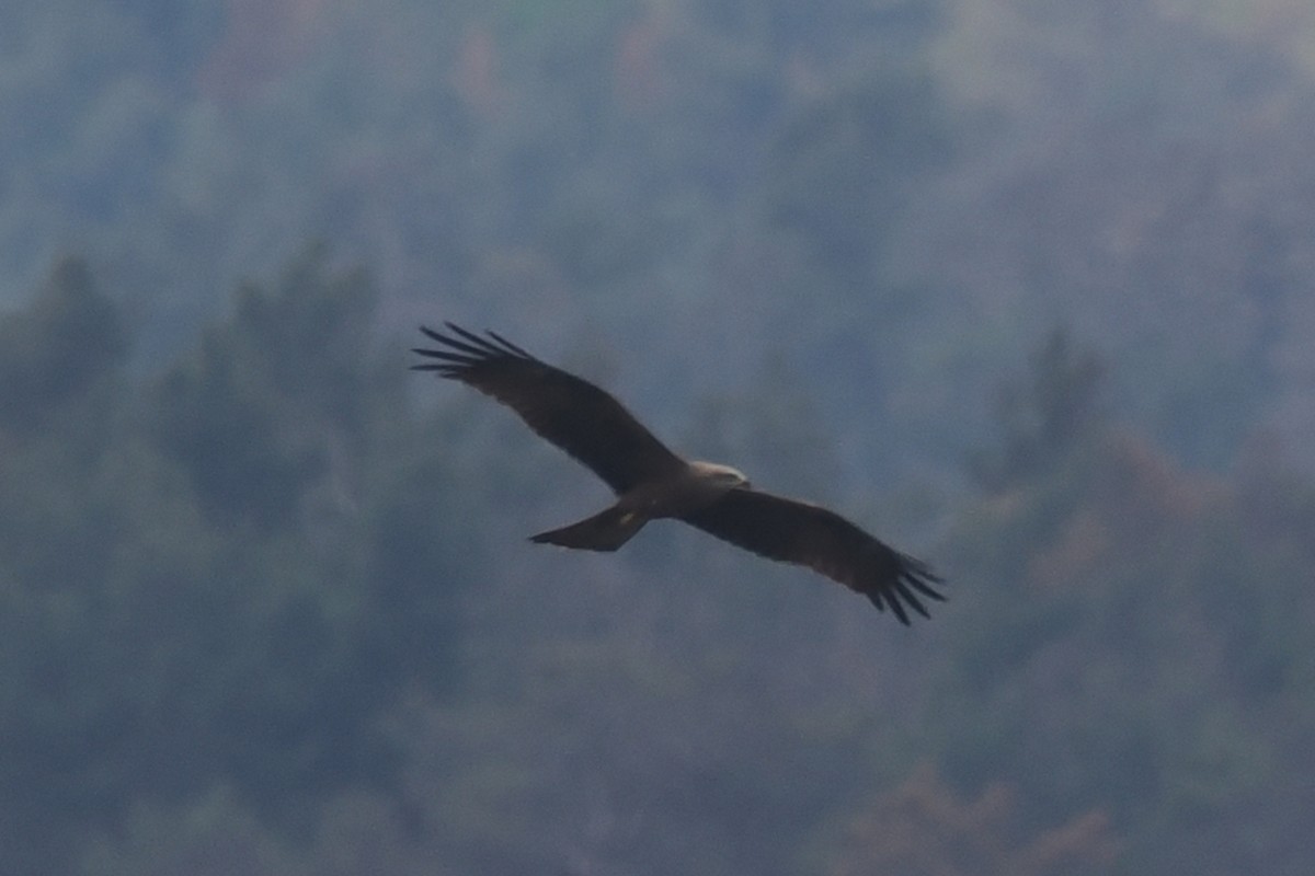 黑鳶 - ML619743484