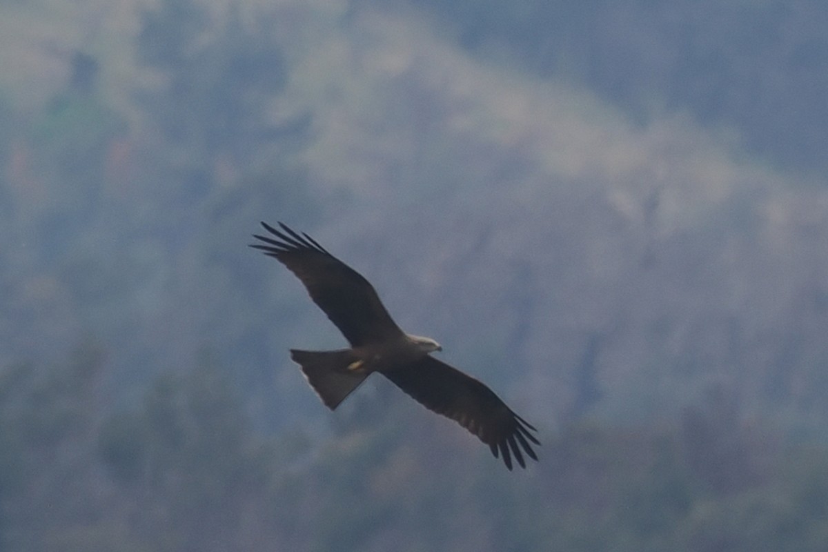 黑鳶 - ML619743485