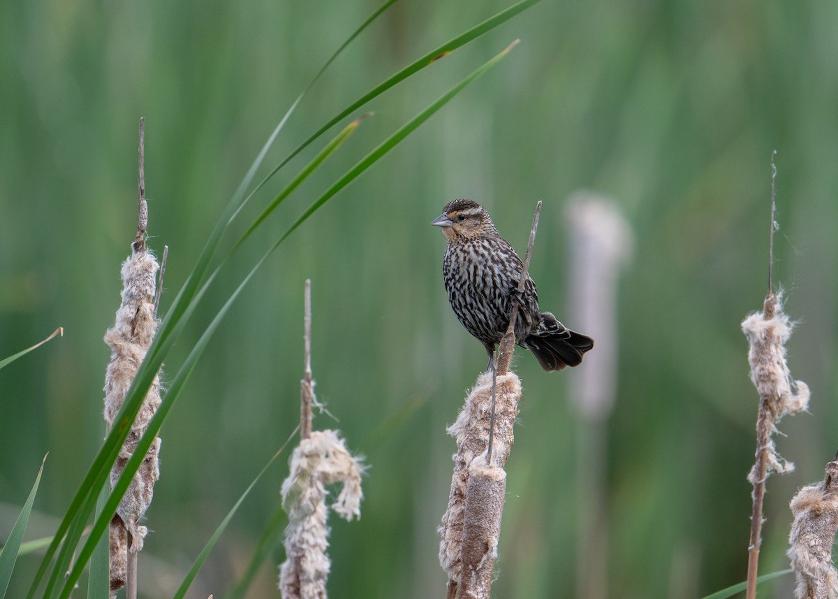 Red-winged Blackbird - ML619743497