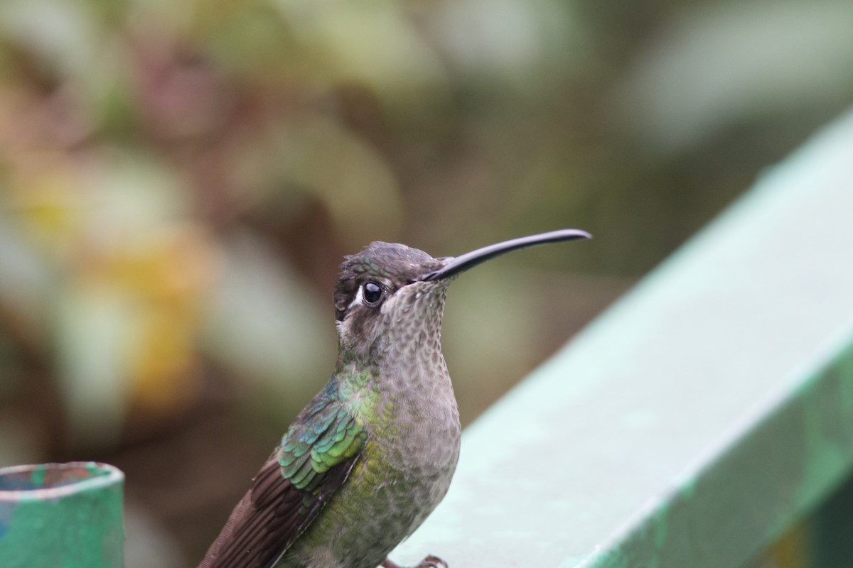 Talamanca Hummingbird - ML619743501