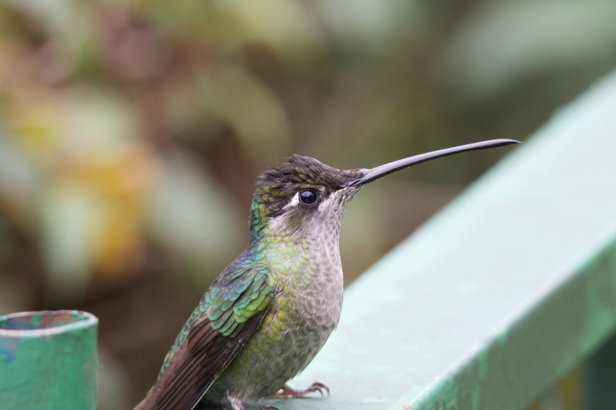 Talamanca Hummingbird - ML619743502