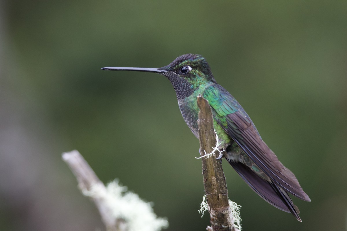 Talamanca Hummingbird - ML619743503