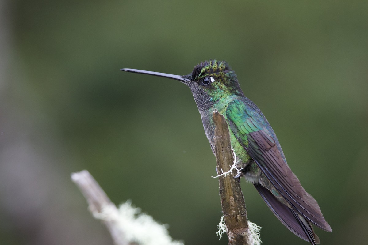 Talamanca Hummingbird - ML619743504