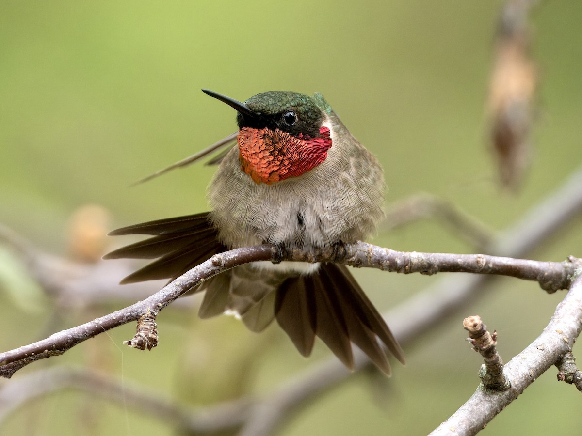 Ruby-throated Hummingbird - ML619743506